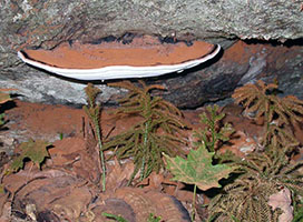 Ganoderma applanatum .